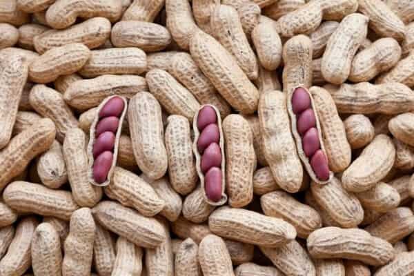 تصویر 4 از فروش بادام زمینی تازه + قیمت خرید به صرفه